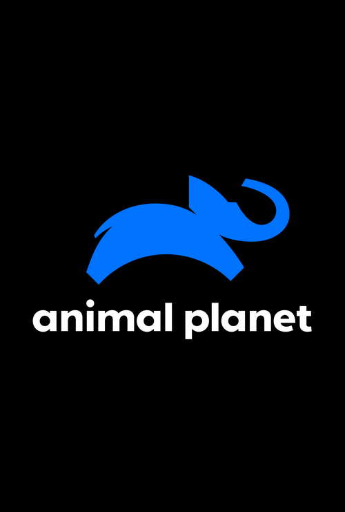 Image Assistir Animal Planet Online - Canal de TV Ao Vivo 24 Horas
